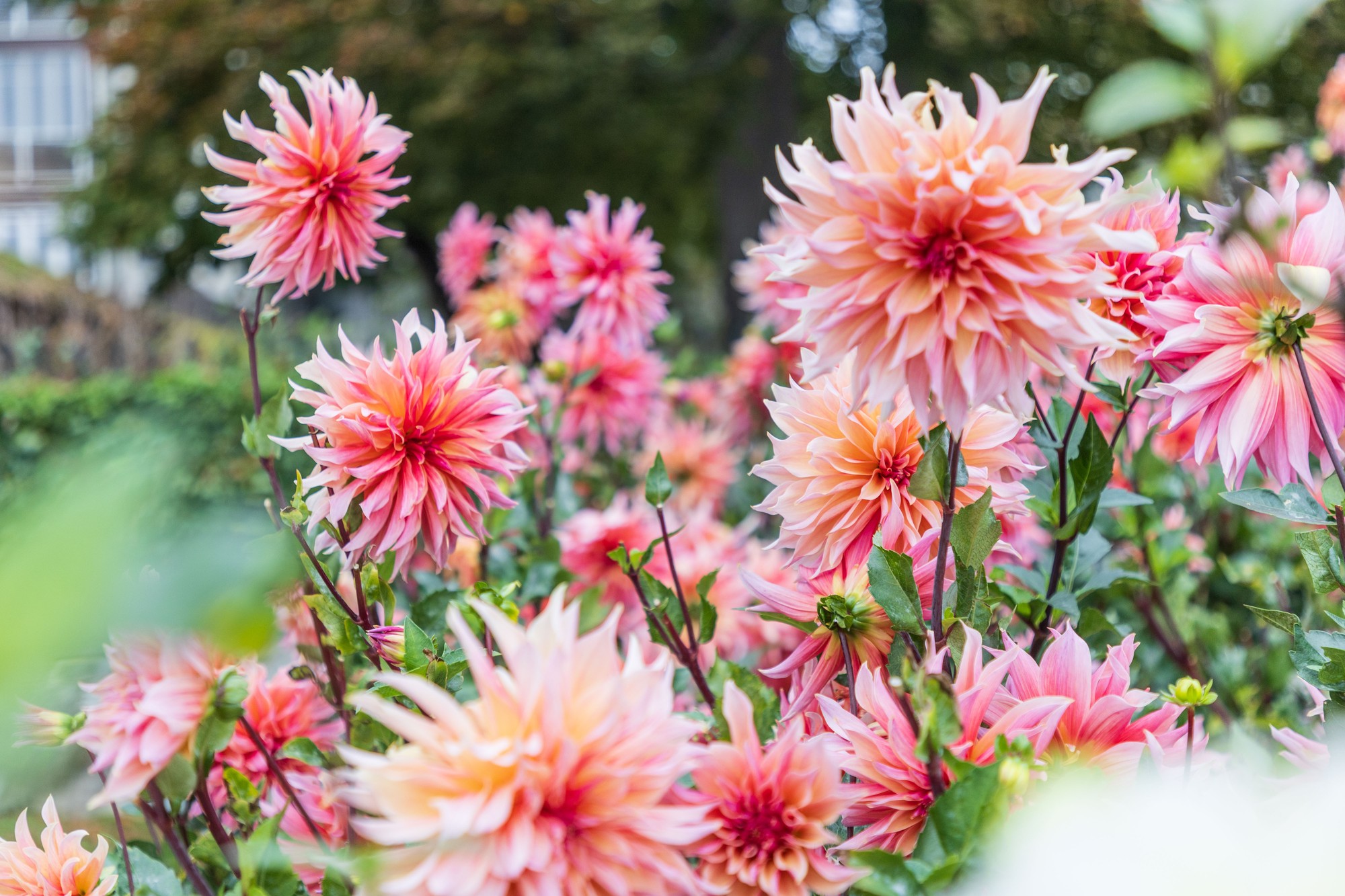 Dahlias Morges automne 2024 ©De beaux Lents demains  (1).jpg