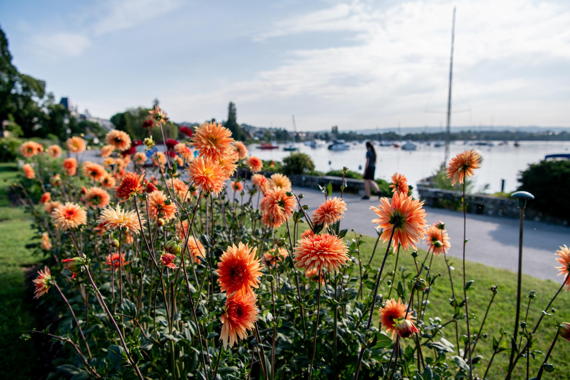 Quai des Dahlias