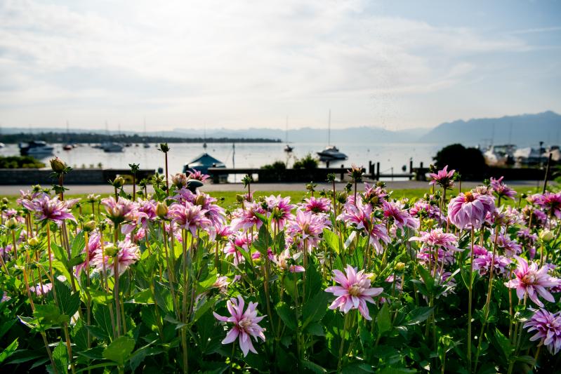 Quai des Dahlias