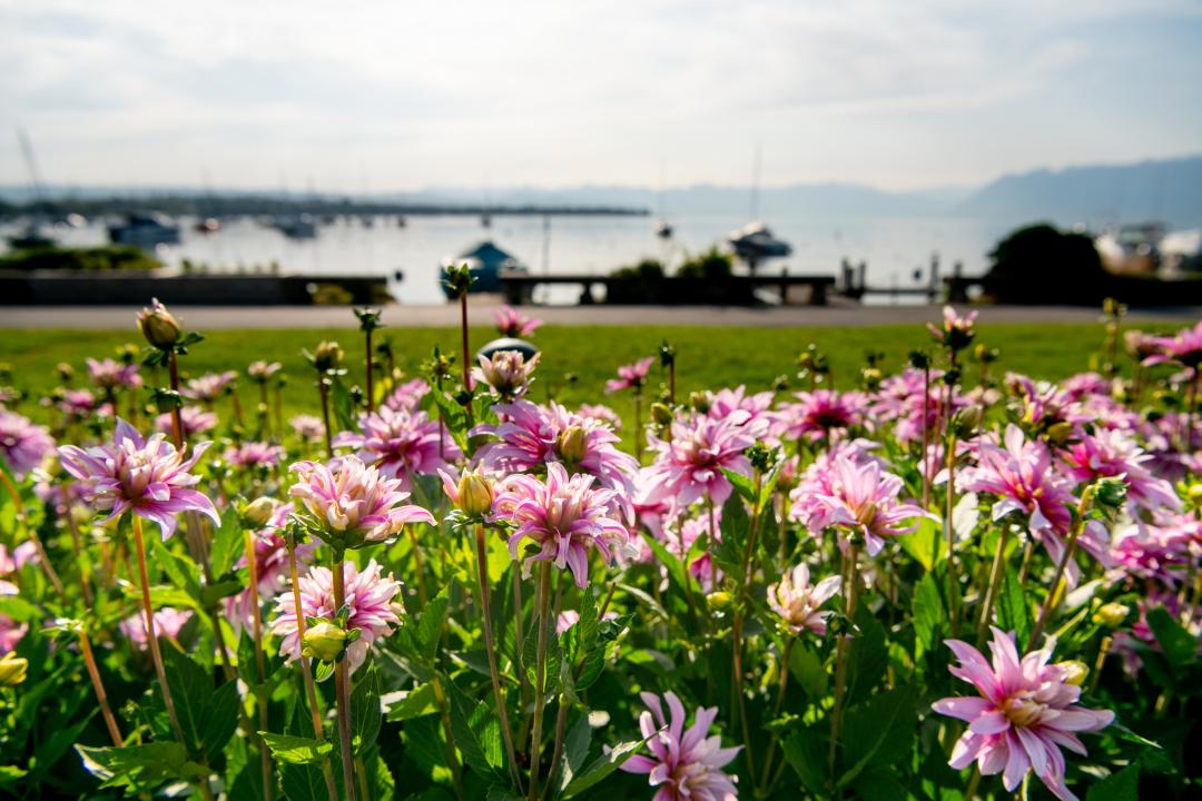 Quai des Dahlias