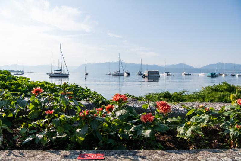 Quai des Dahlias