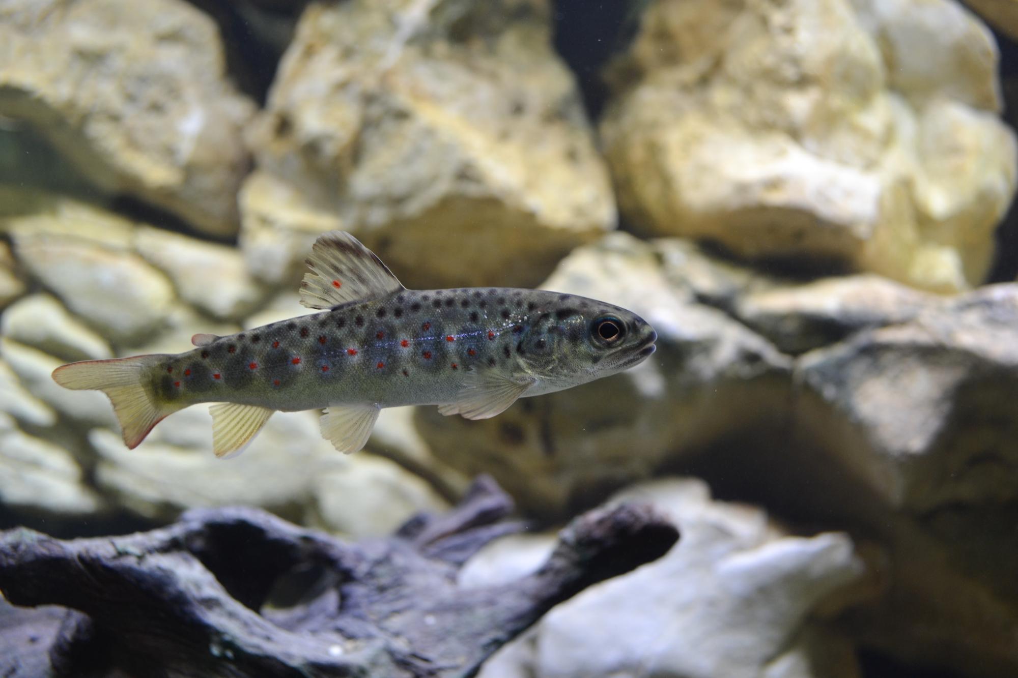 Maison de la Rivi&egrave;re