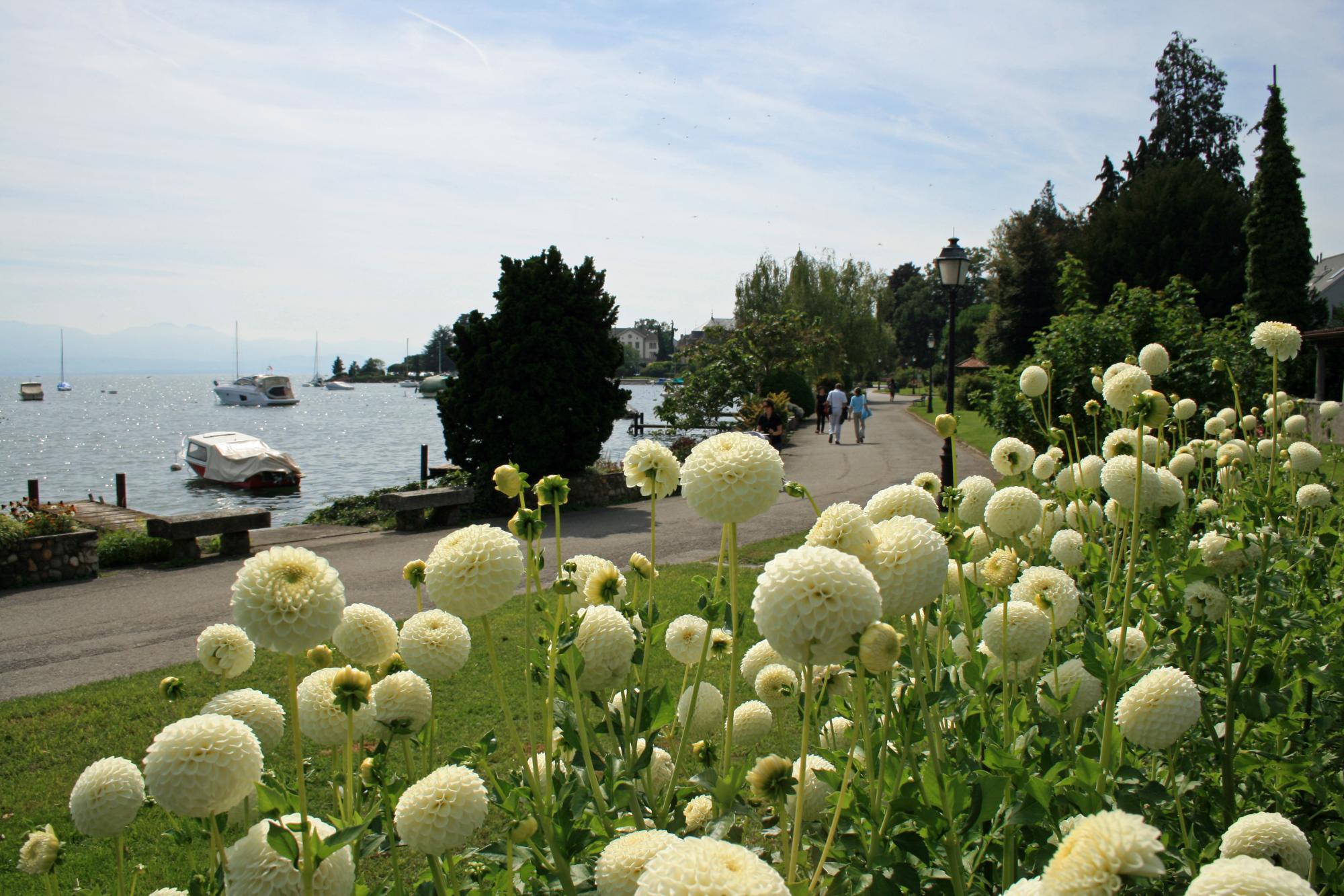 Le Quai des Dahlias