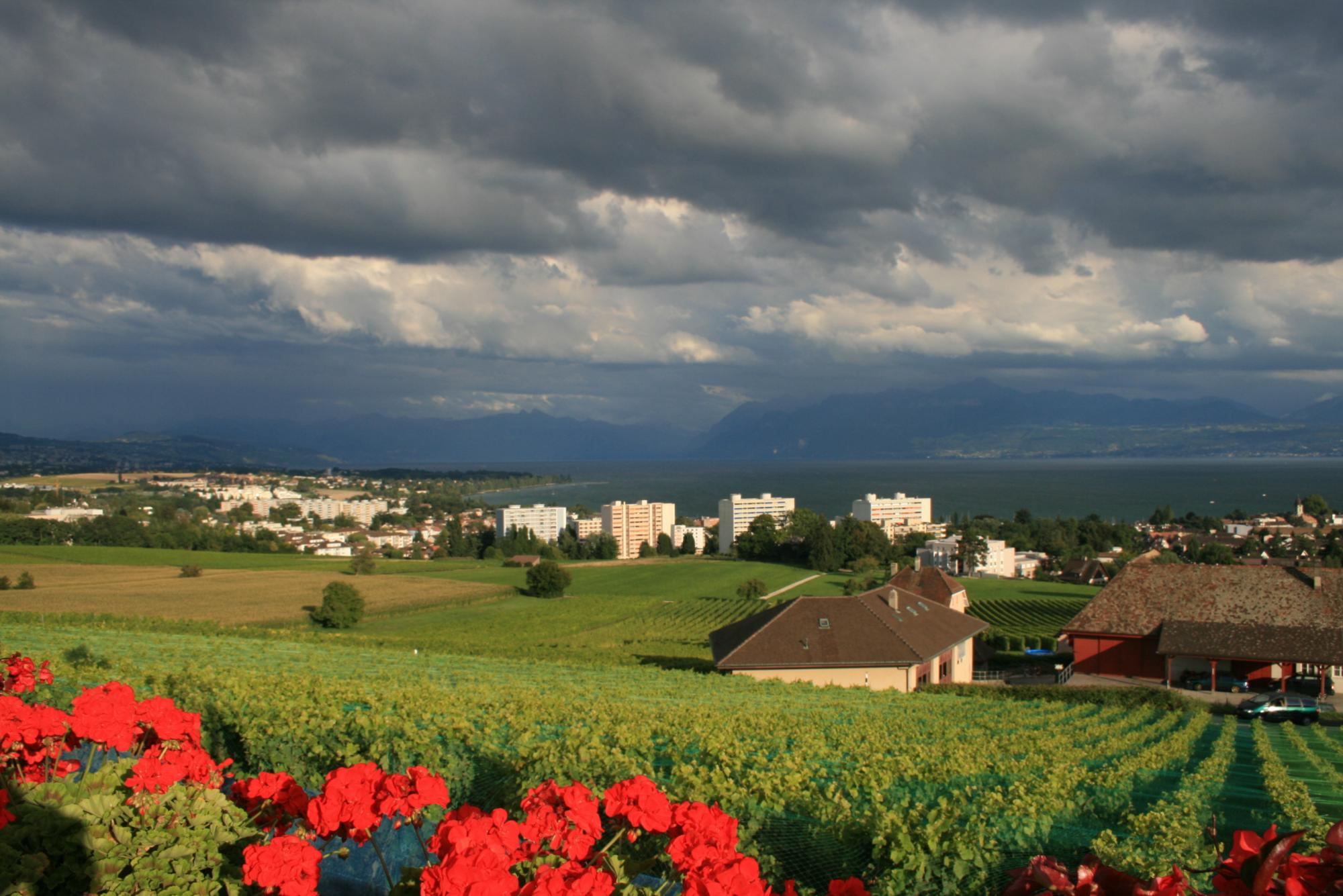 Les vignes du Signal