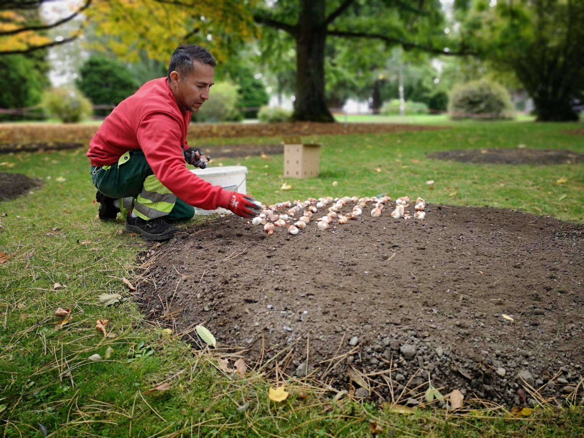 Plantation des bulbes