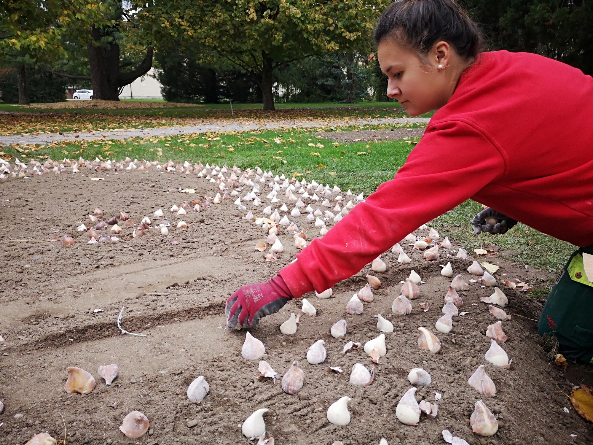 Planter des tulipes : que planter avec des tulipes ?