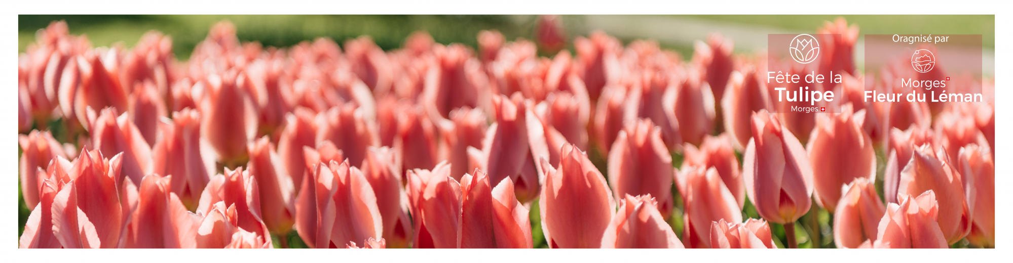 Fête de la tulipe 2021 ©Rafael Dupertuis