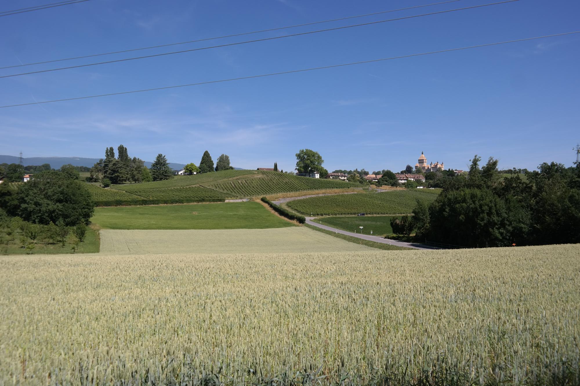 Chigny - champs, vue Château Vufflens