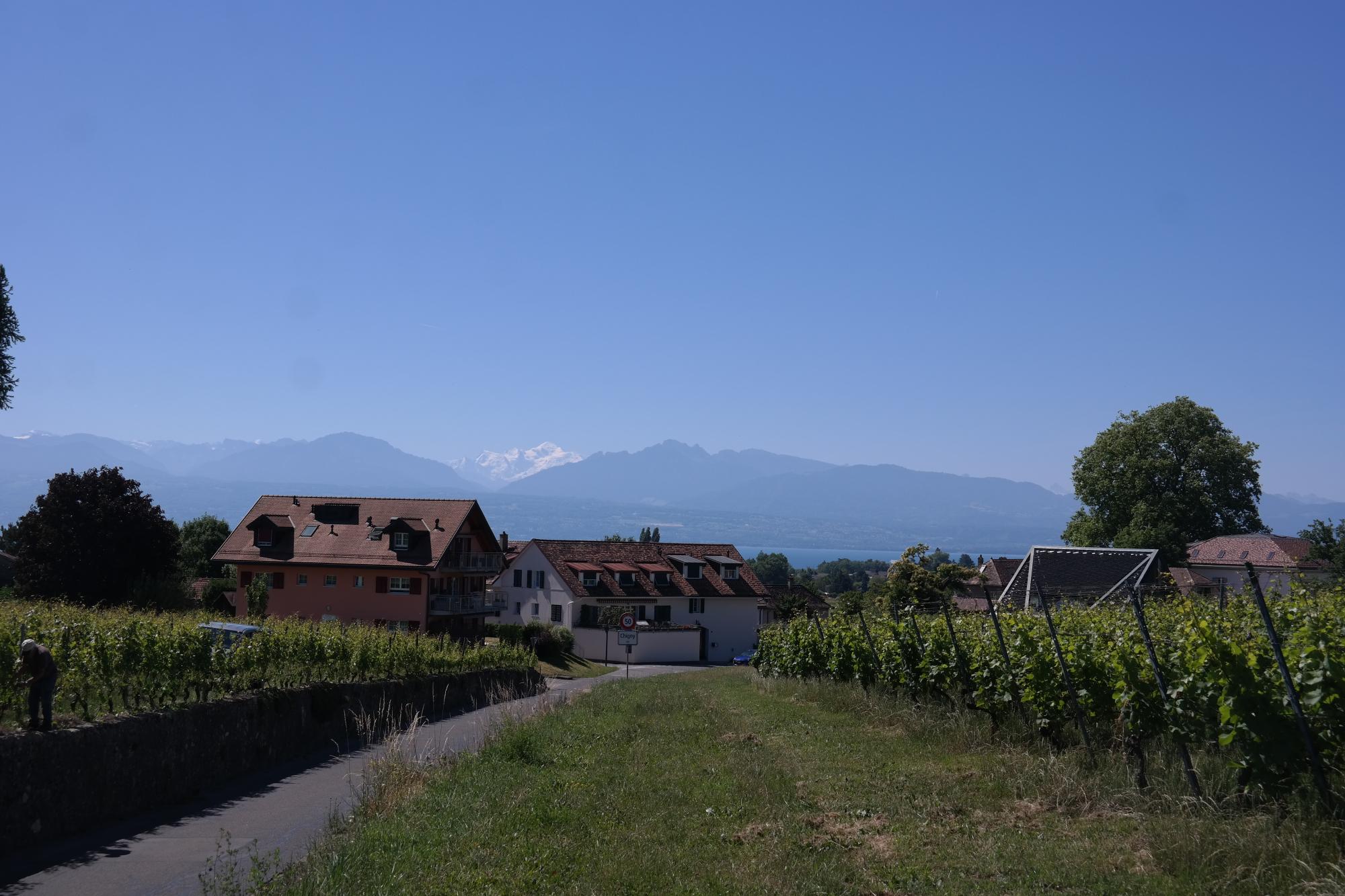 Chigny - maisons vignes vue Mt-Blanc