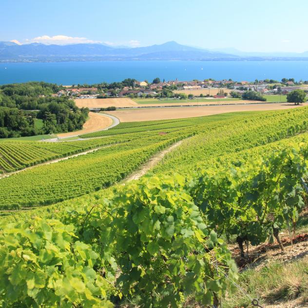 Domaine La Colombe