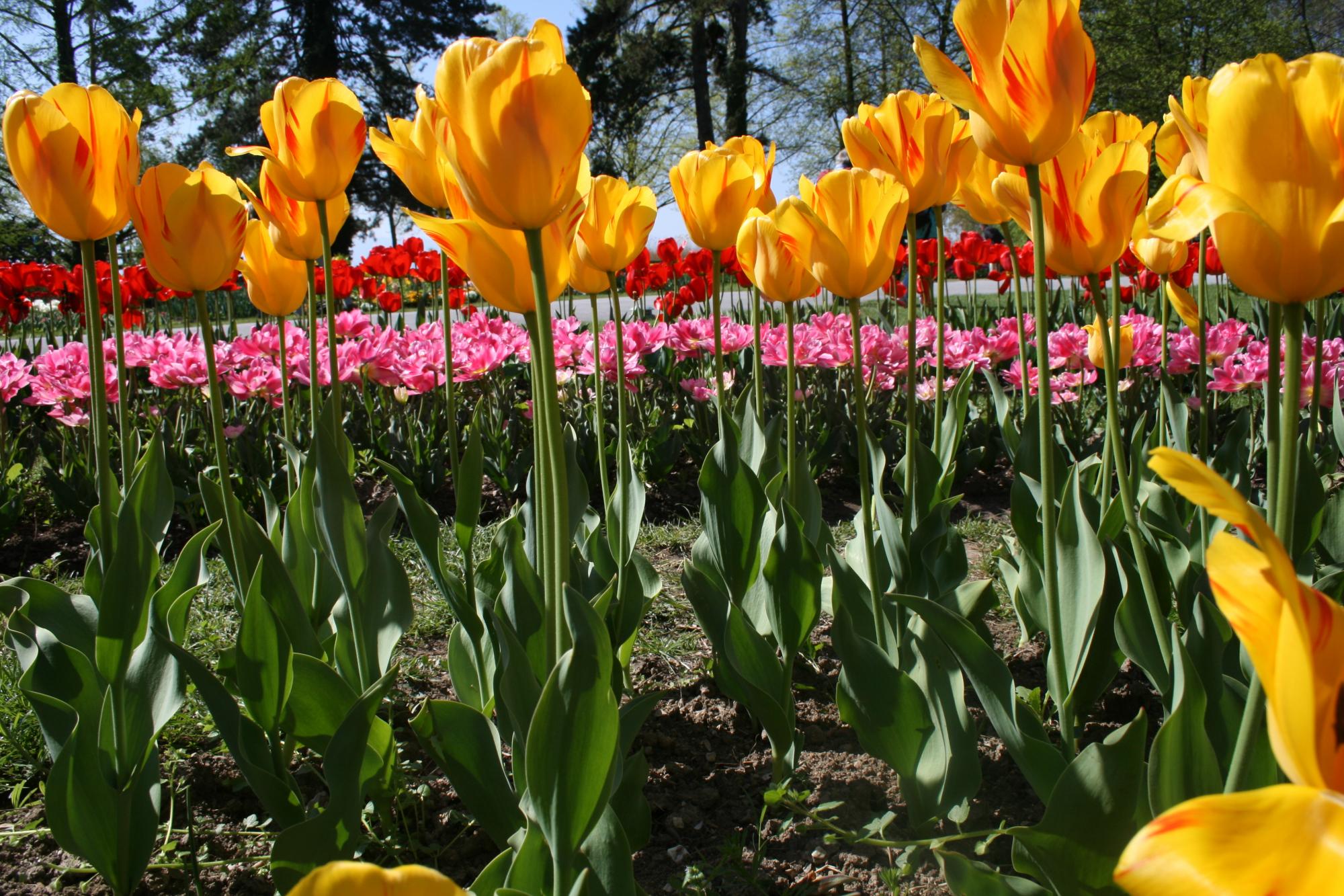 Fête de la Tulipe à Morges