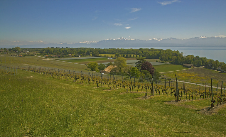 Vue du haut du vignoble
