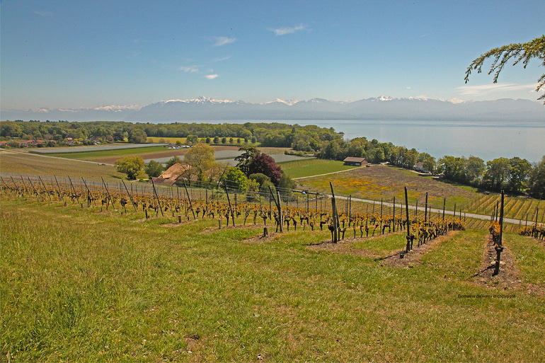 Vue depuis Bellevue