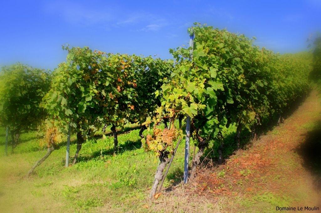 Domaine Du Moulin