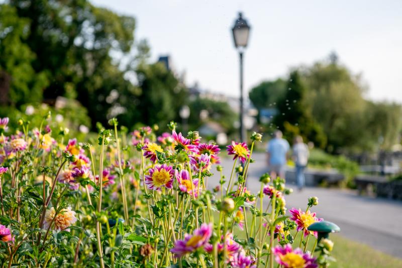 Dahlias 2020