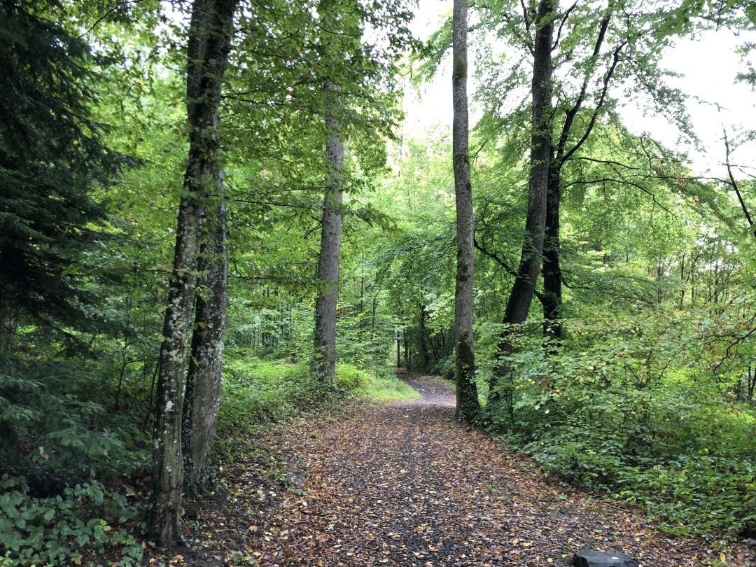 Waldweg der La Côte
