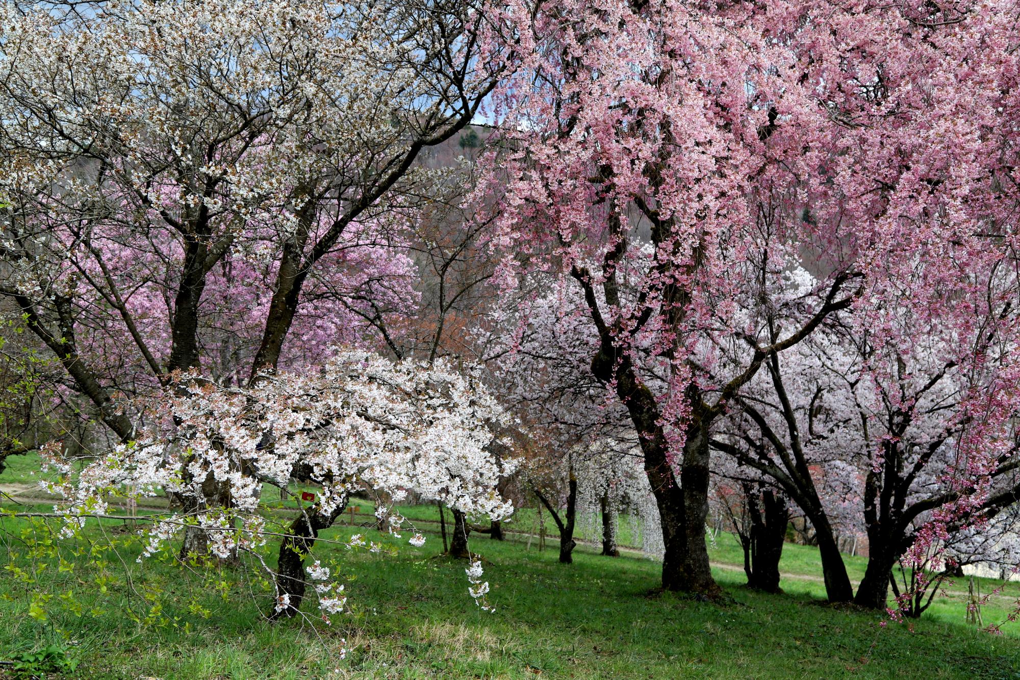 Balades printemps Arboretum