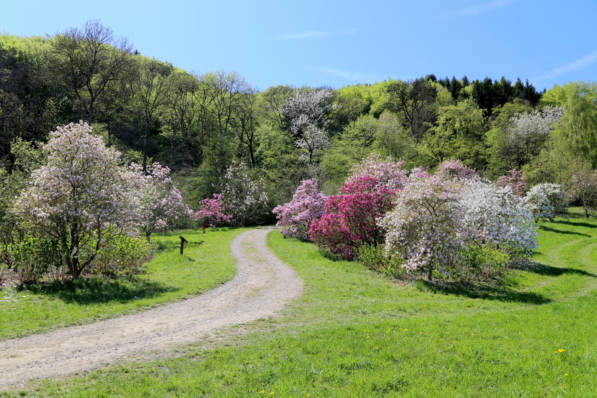Balades printemps Arboretum