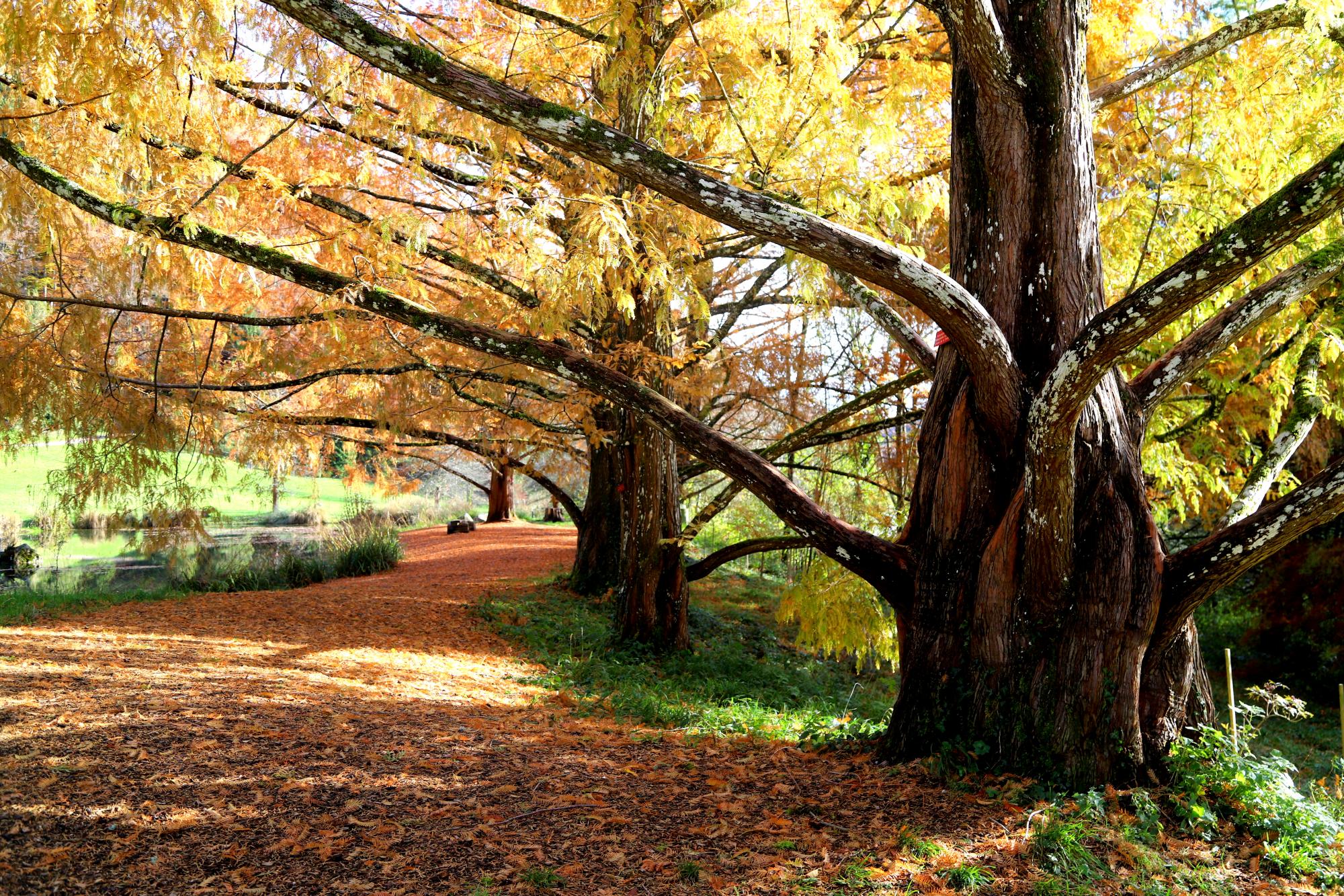 Balade automne Arboretum