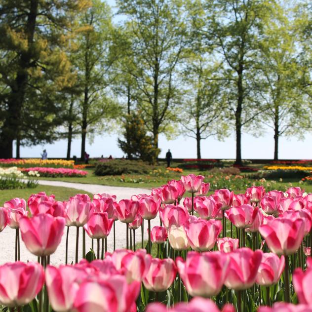Fête de la Tulipe 2020 ©Morges Région Tourisme
