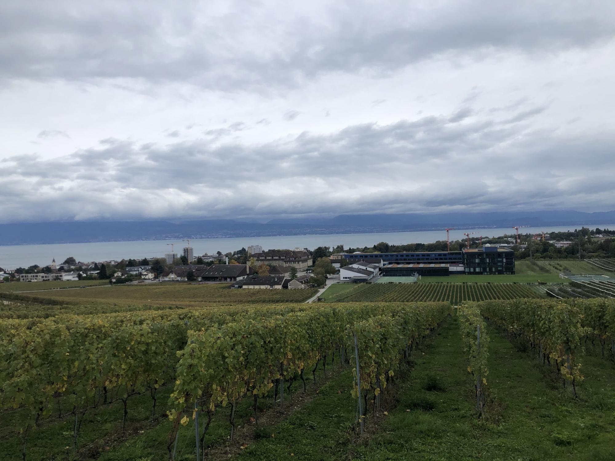 Balade le long de la Venoge-vignes-automne-2020©MRT