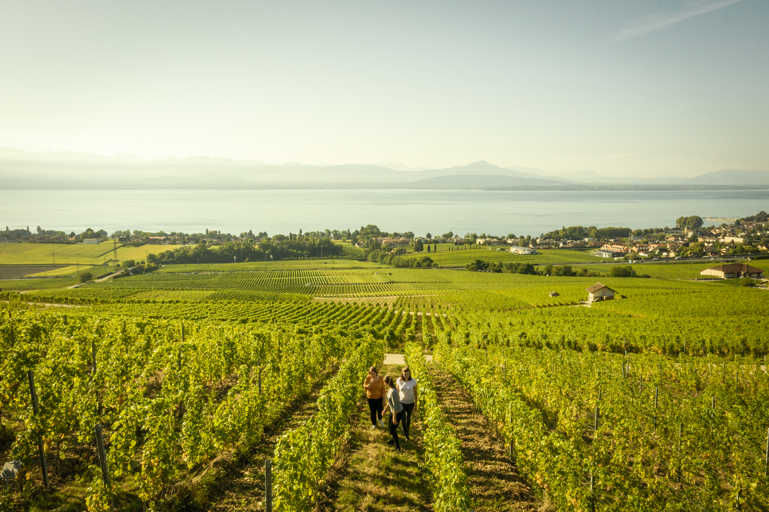 The vaudois wine regions and their AOC wines