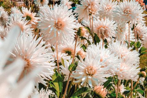 Fête du Dahlia 2021