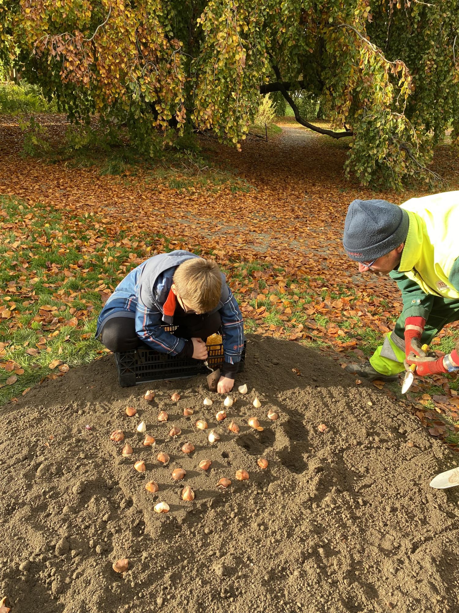 Plantation des bulbes - écoles