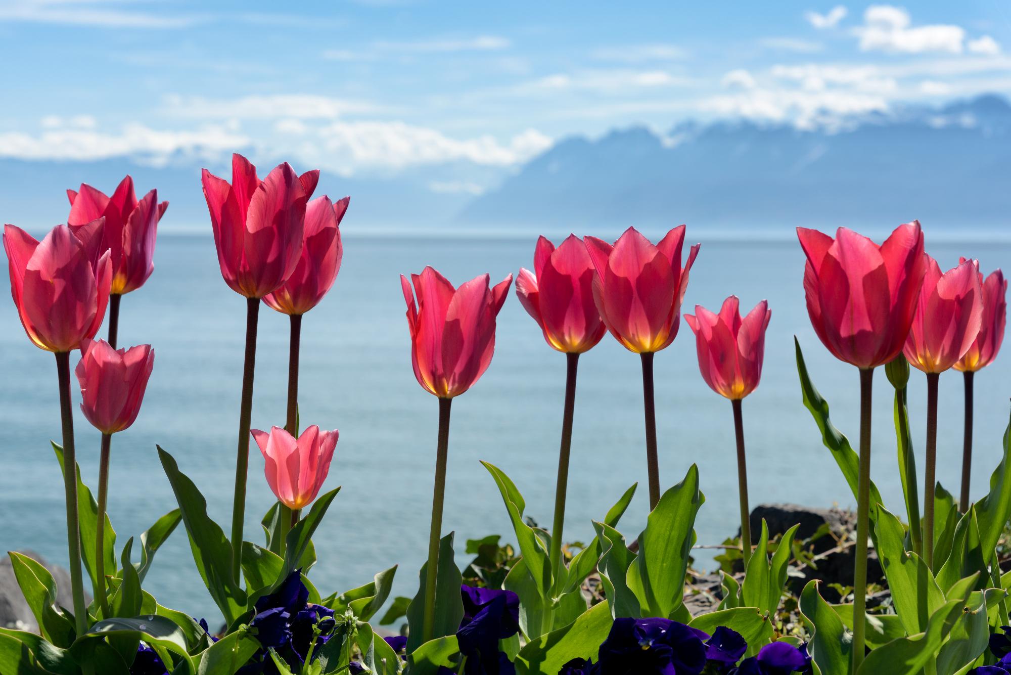 Tulpen