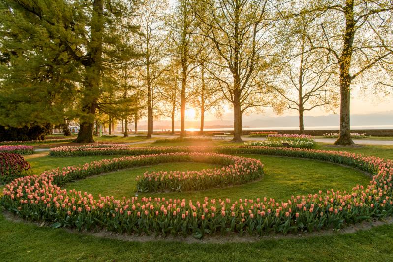 Tulipes spirale parc Morges