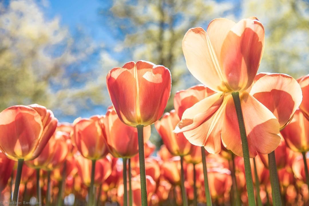 Tulipes zoom