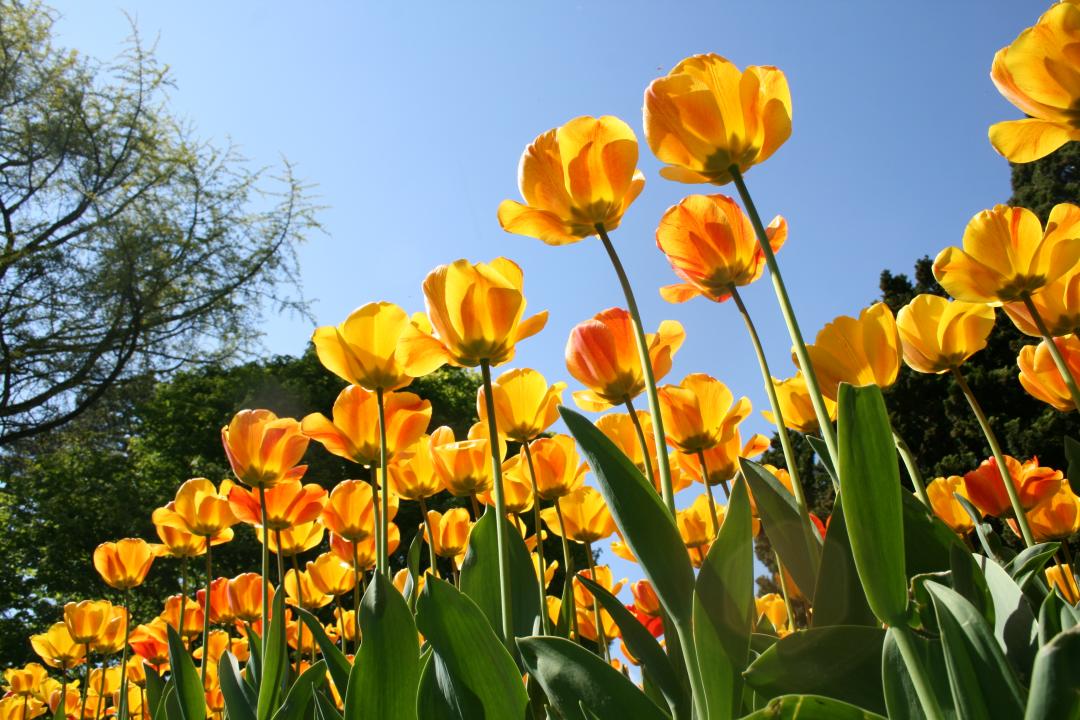 Tulipes jaunes