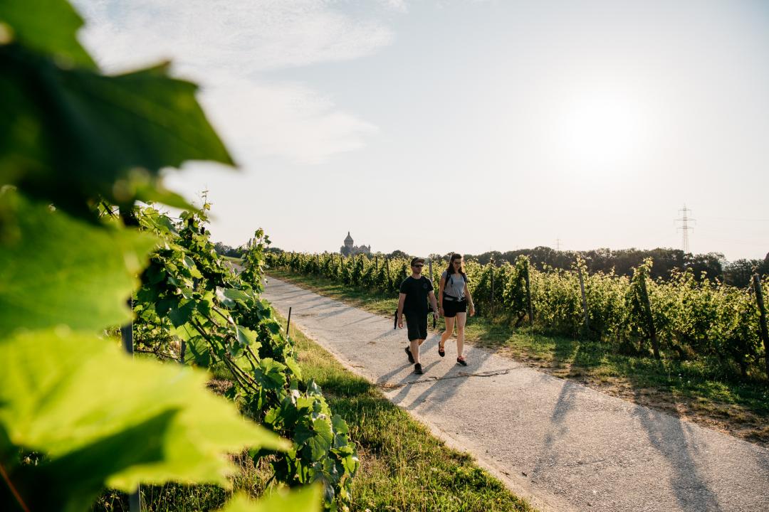 Spaziergang im Weinberg in der Gegend von Morges