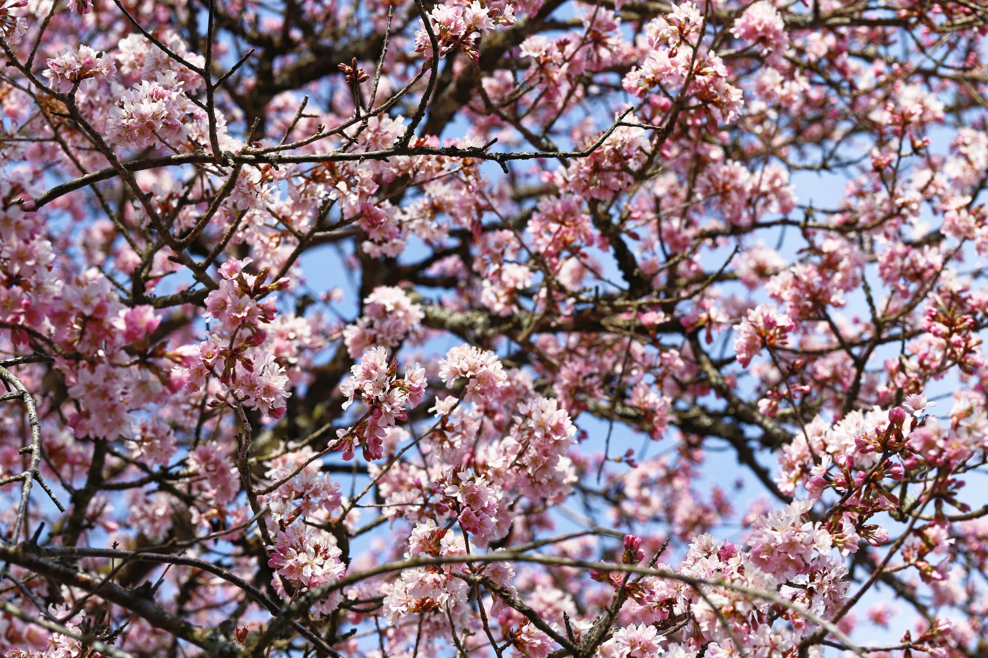 Arboretum - cerisier