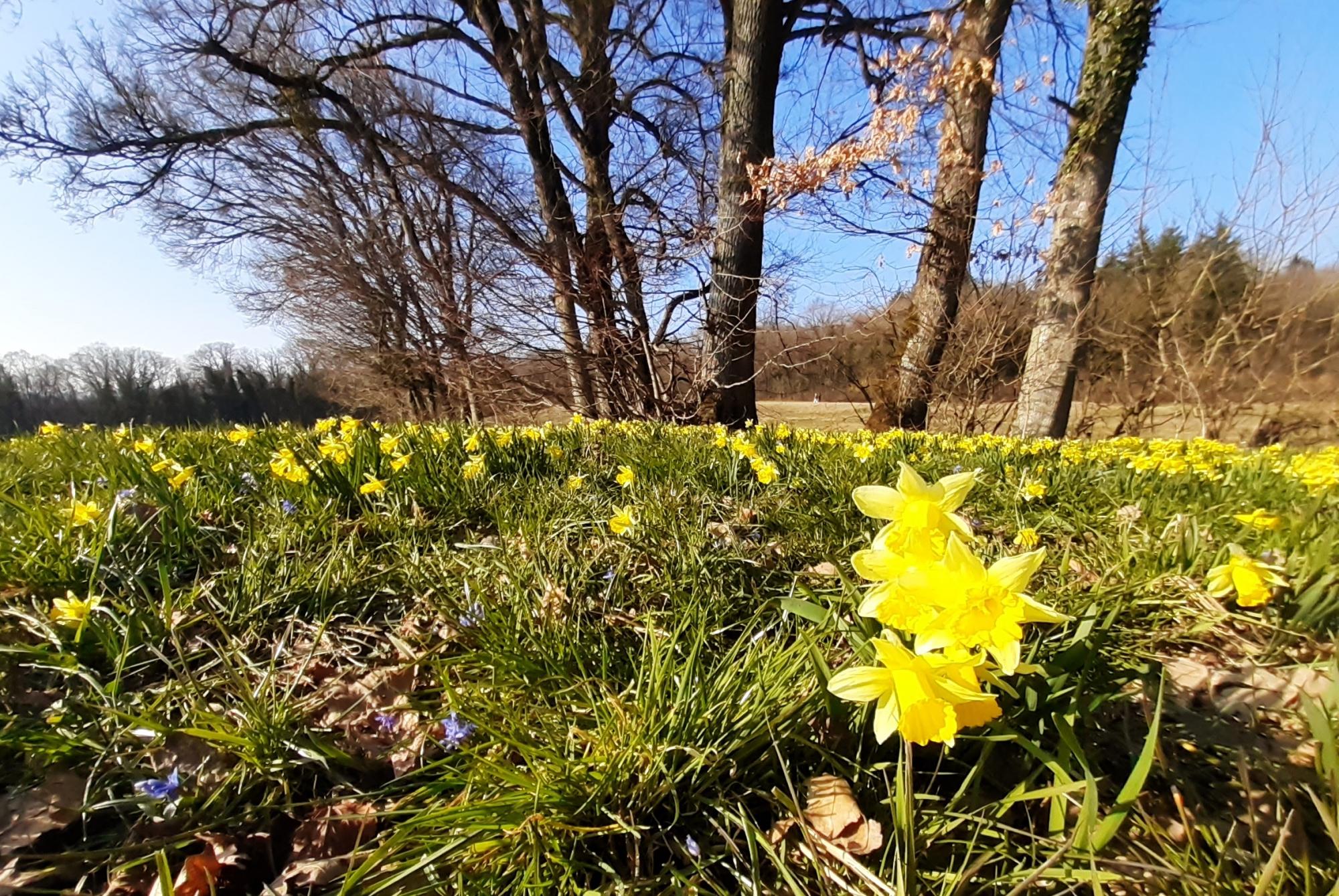 Jonquilles Eclépens