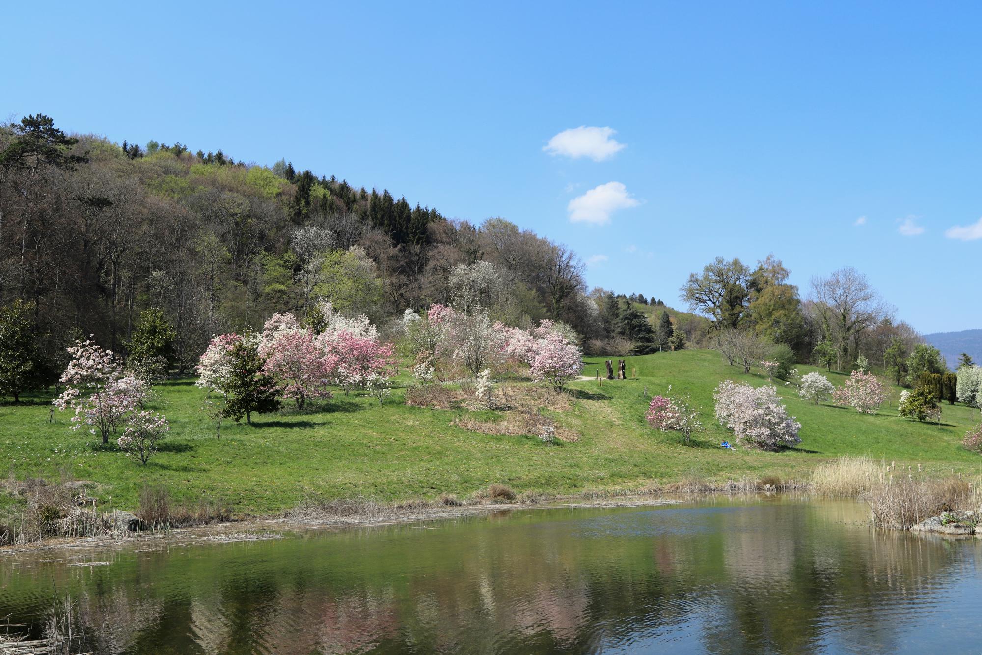 Arboretum magnolias