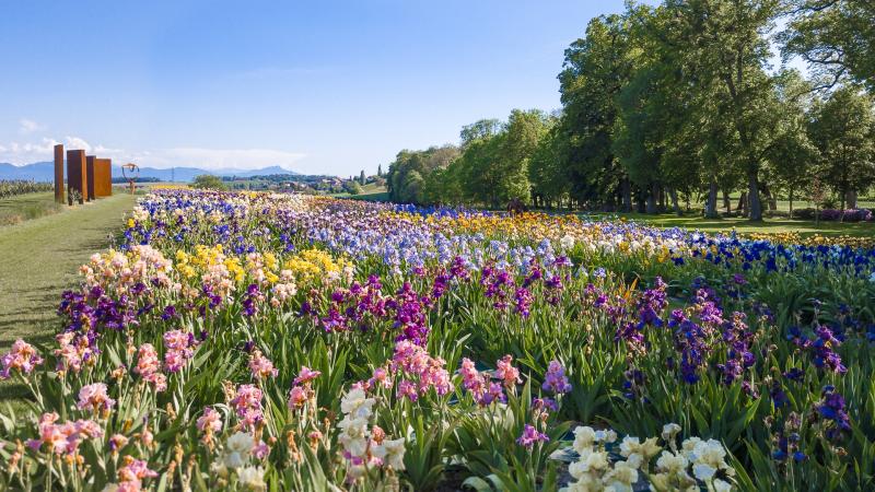 Jardins des iris