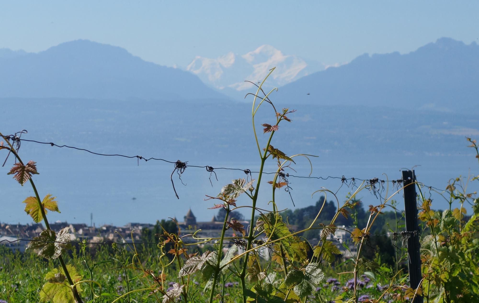 Domaine de la Ville de Morges