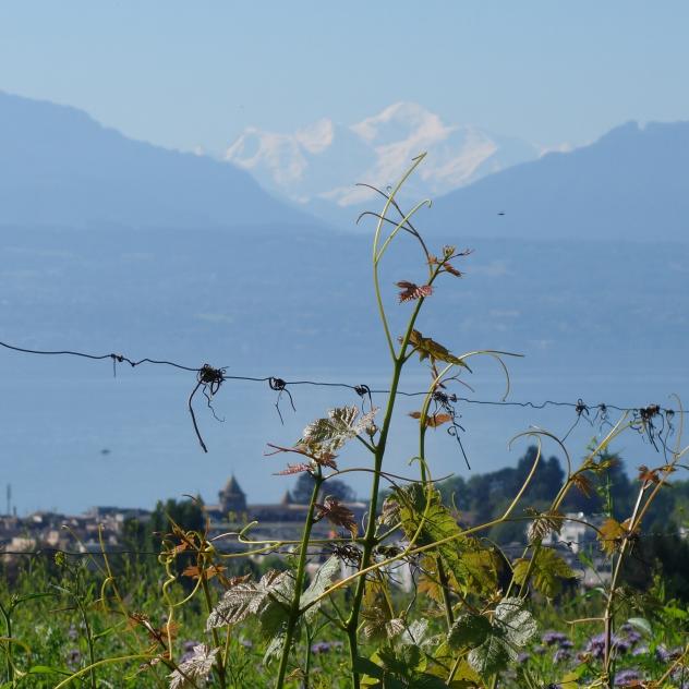 Vos vignes avec vue sur le Mont-Blanc