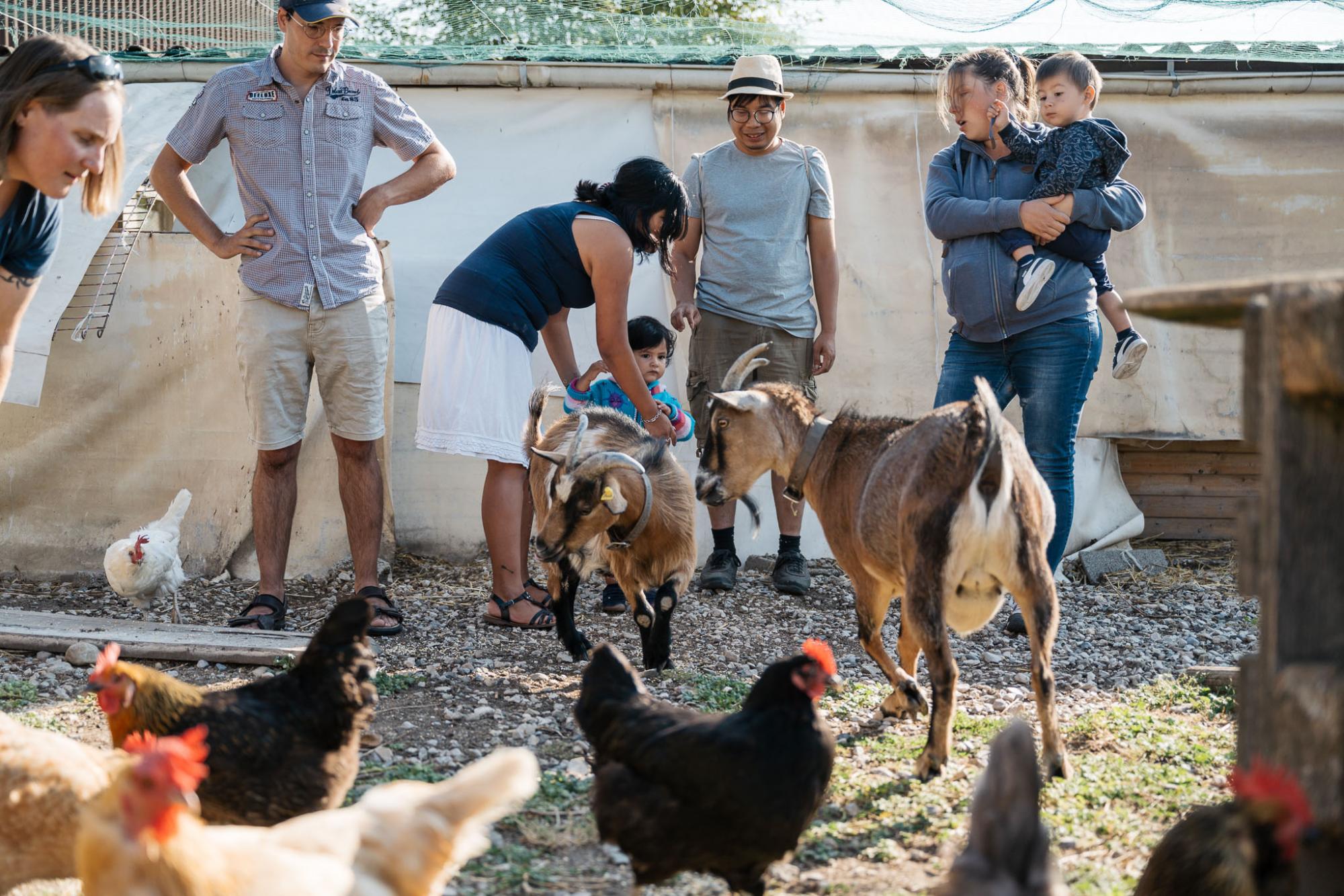 Ferme des Morand - Chèvres et poules