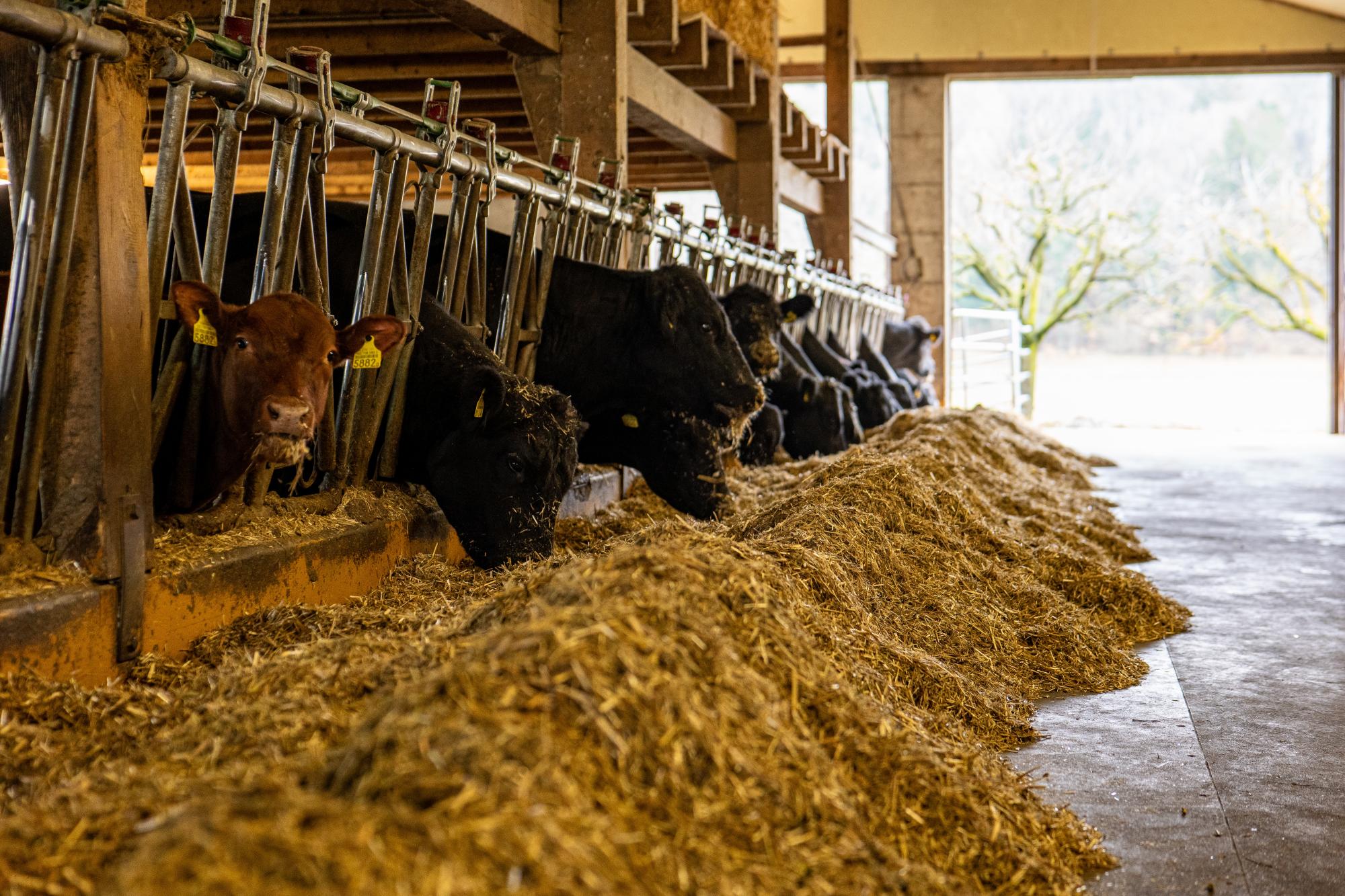 Pause à l'étable vaches