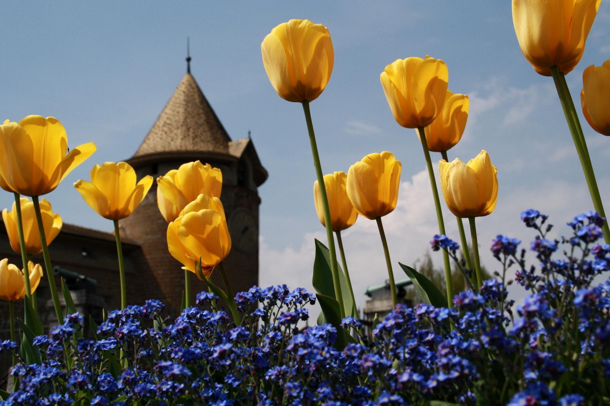 Fête de la Tulipe