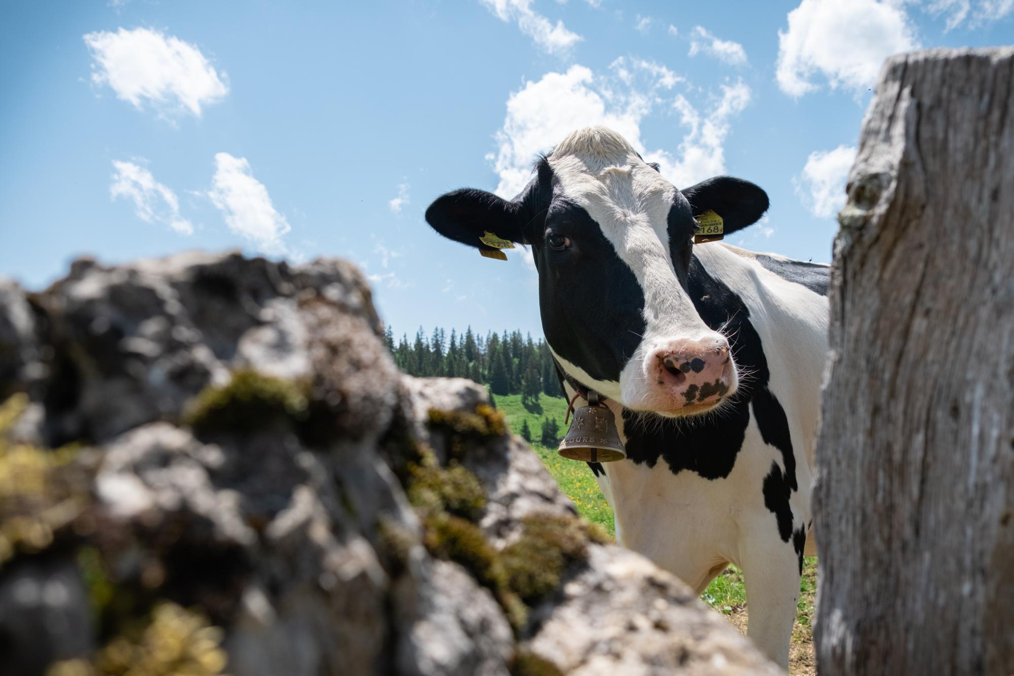 Vache à l'alpage Bassine