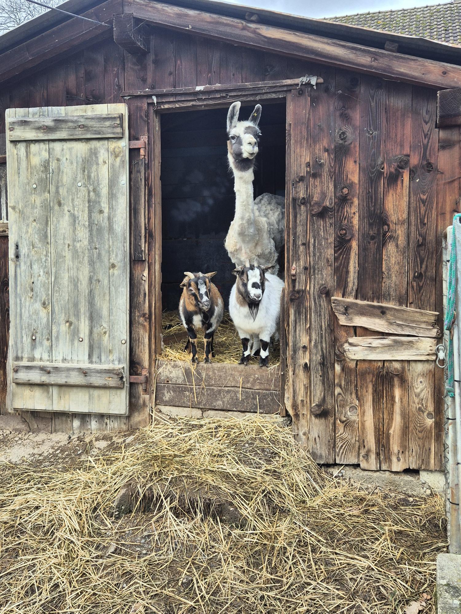 Ferme aux cretegny