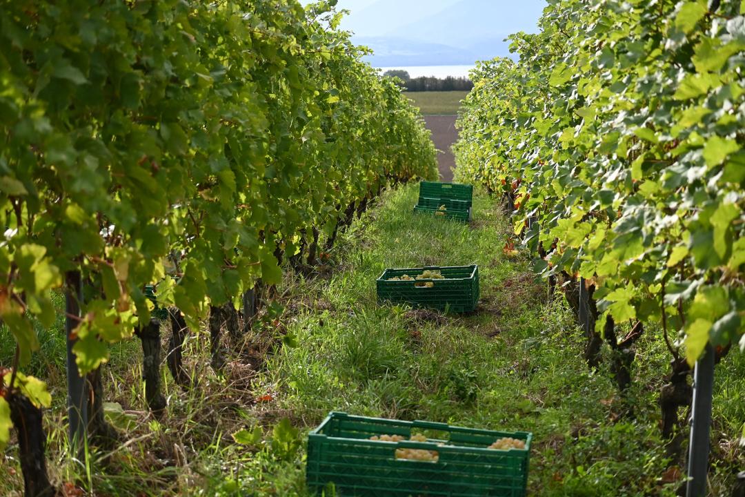 Journée Portes Ouvertes aux Domaine La Colombe