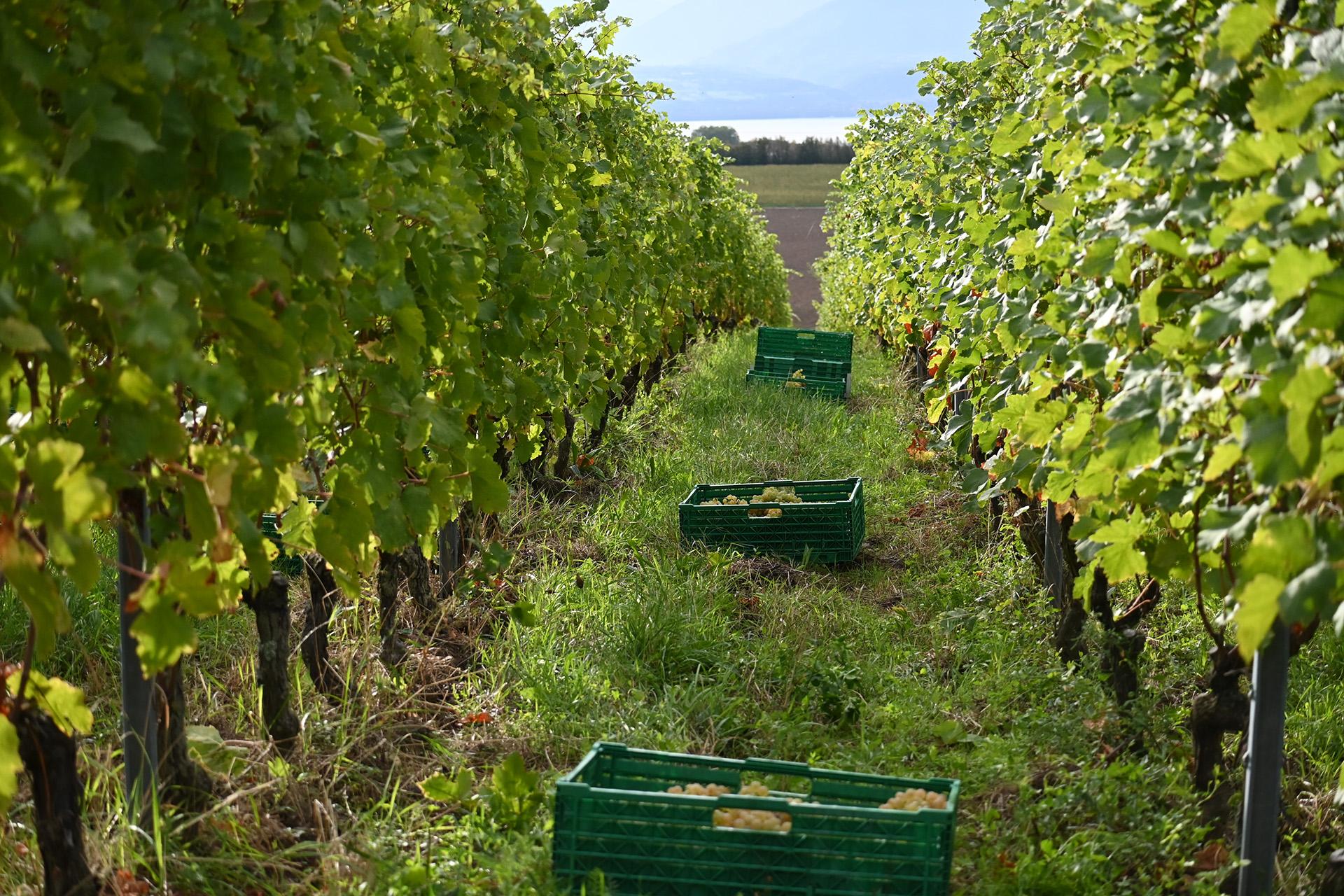 Journée Portes Ouvertes aux Domaine La Colombe