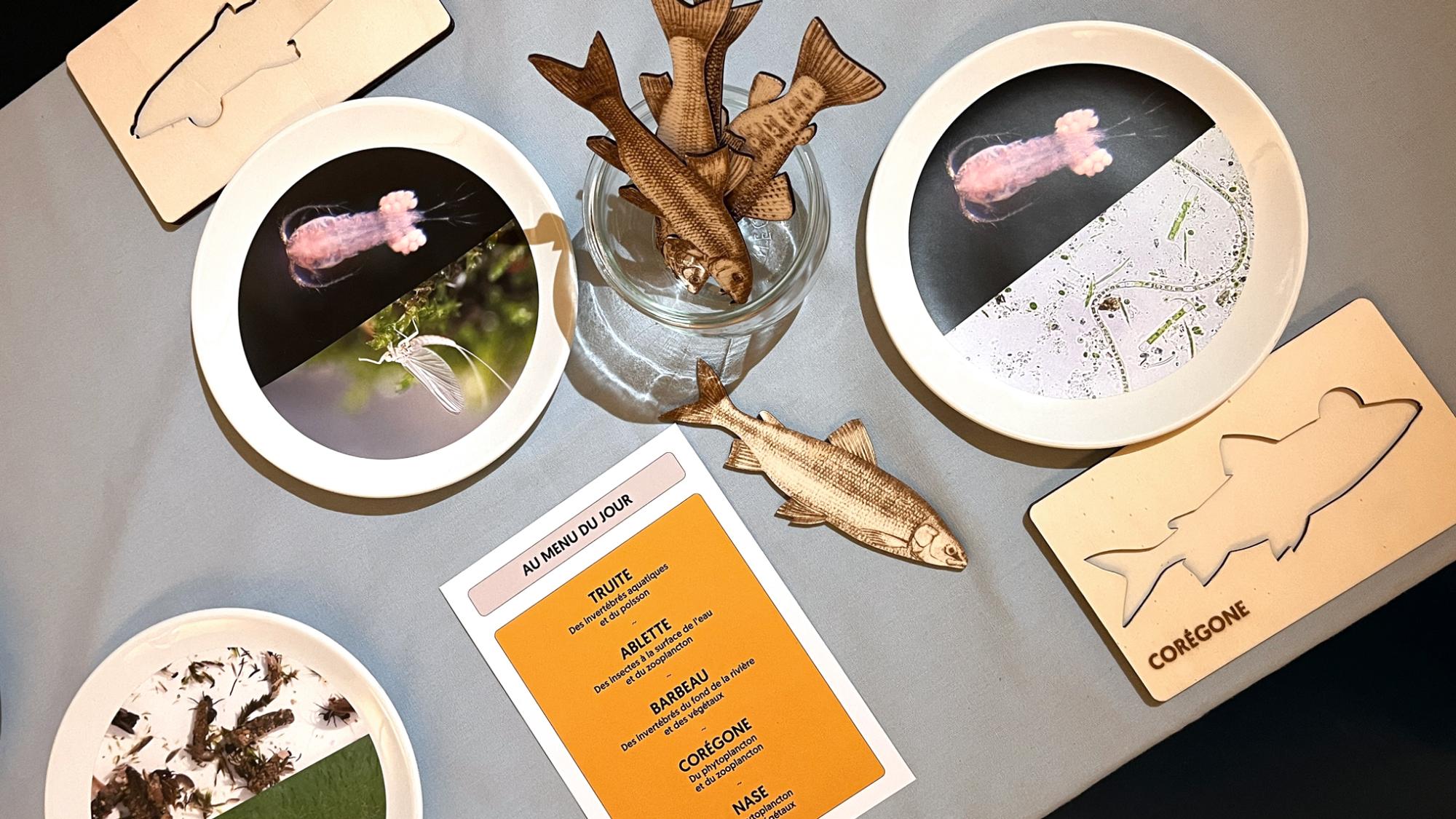Expo "Un poisson comment ça marche ?"