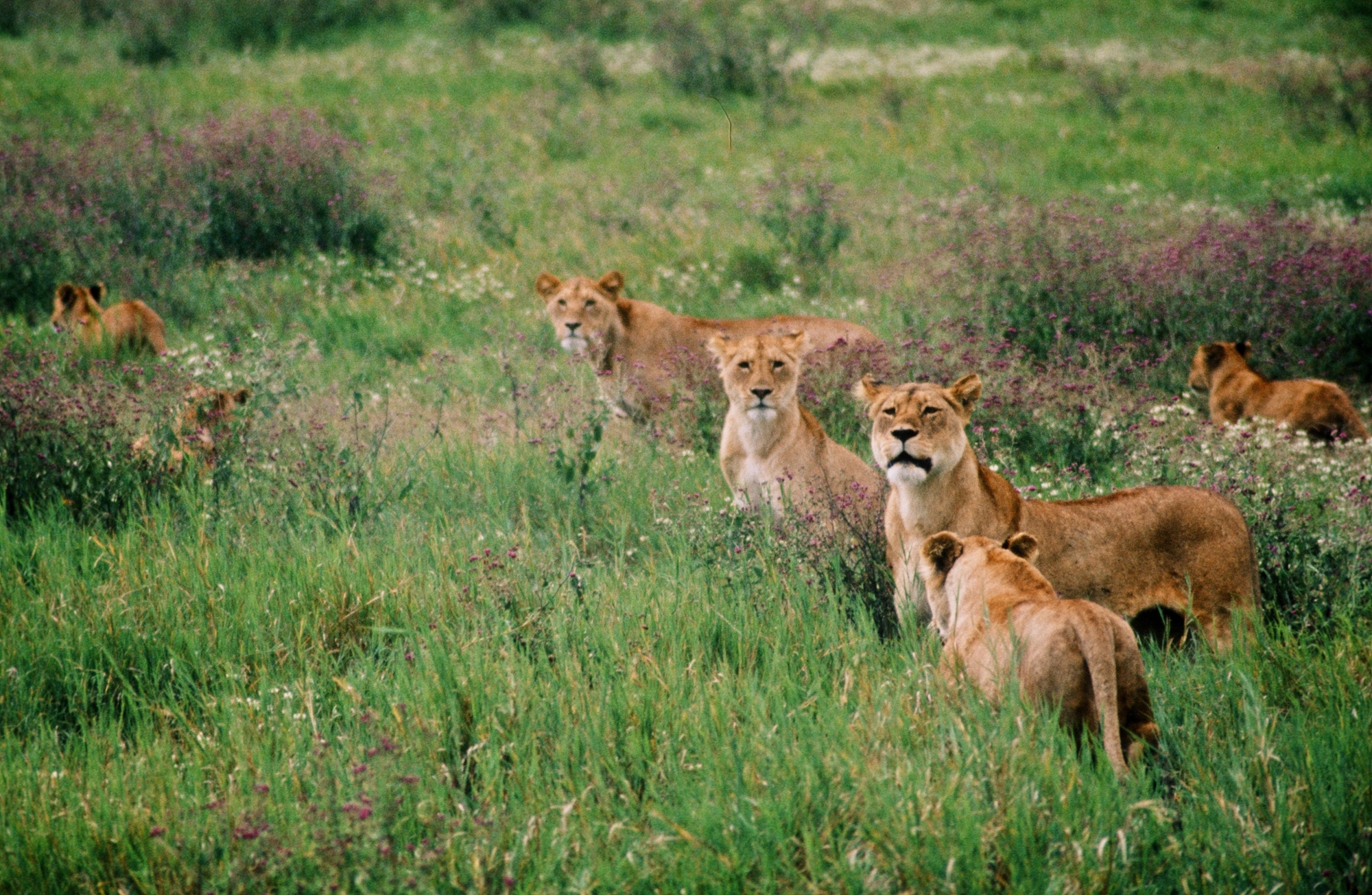 Exposition - Road Trip Afrique 1973