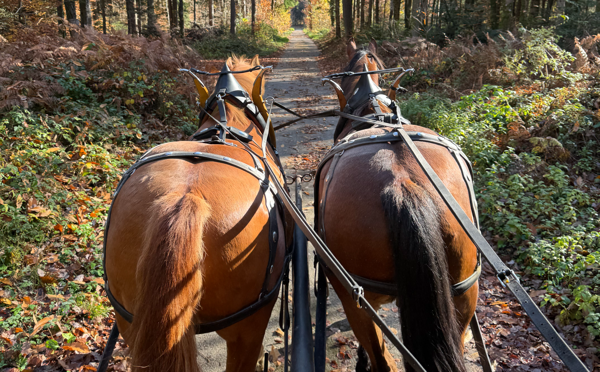 Visite d'artisans  en Calèche