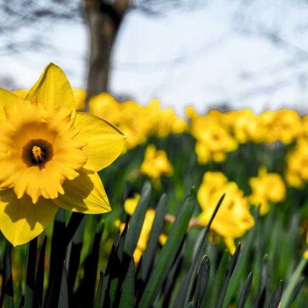Daffodils in Eclépens